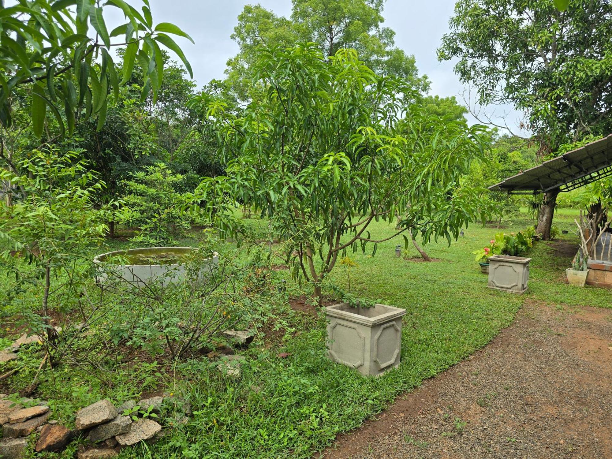 Ceylon Resort Wilpattu Dış mekan fotoğraf